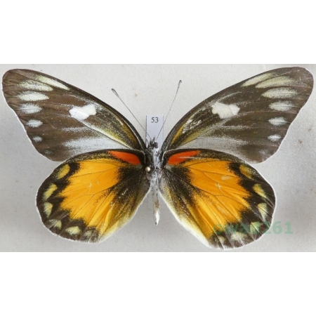 Delias zebuda Hewitson, 1862 male reverse Indonesia, Sulawesi53